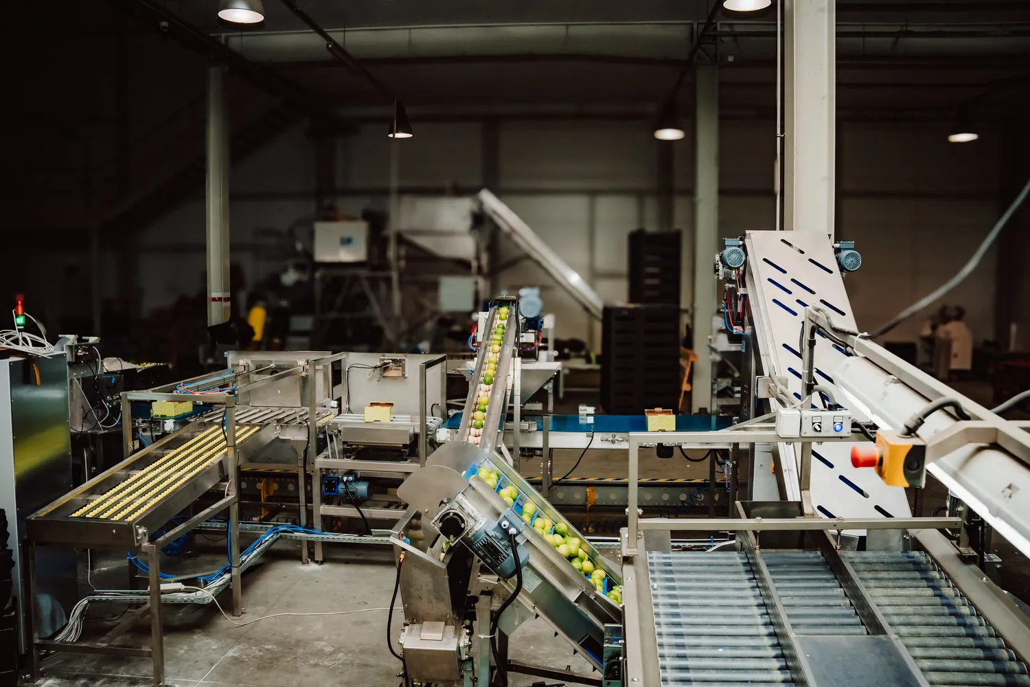 Linia licząco-pakująca do cytrusów — realizacja Agro-Weld